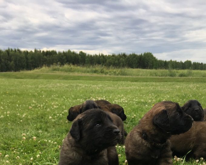 Välkommen till Sjaman's kennel

Jag som driver kenneln heter Nina-Kristina Nilsson med ett brinnande intresse för hundar.

Frågar man folk som vet vem jag är beskriver nog dom flesta mig som hund galen då jag hela mitt liv har haft en brinnande passion för hundar och allt vad det innebär. Jag har tränat mycket på brukshundsklubben, spårat gått diverse kurser med mera jag har även gått hundgymnasium samt gått SKKs uppfödarutbildning. Nu för tiden tränar jag inte lydnad på samma intensiva nivå som jag gjorde förr utan har en mer avslappnad livsstil med mina hundar därav passar leonberger och Grand danois ypperligt för mig då dom är lugna hundar som mer än gärna ligger i soffan med mig eller går på lugna promenader. 

Scooby vår jack Russell terrier som är en mer livlig ras får ut sin energi genom gryt jakt vilket rasen är gjord för samt cykling. Gryt jakt är nånting jag tycker är väldigt spännande och roligt och som jag tycker fler borde prova på som har jack Russell terrier det finns så kallade provgryt där man får se hur ens hunds jaktinstinkter är och något som hunden uppskattar väldigt mycket man får inte glömma att jack Russell terriern är mer än en sällskapshund utan även en jakthund och att dessa jaktegenskaper ej får avlas bort då förlorar jack Russelln sitt syfte. 

I min uppfödning strävar jag efter friska, rastypiska, mentalt stabila familjehundar.

Jag avlar endast på rena färger och därmed färgblandar jag ej på min avel på Grand danois.   

Alla mina hundar samt valpar jag föder upp bor i hemmet med mig sover i sängen, ligger i soffan är där jag är helt enkelt. Jag har även hundgårdar där dom kan vara på dagarna.

Man är hjärtligt välkommen att hälsa på mig och min fina sambo samt alla hundar här hemma i Mariestad för en fika där man kan klappa och gosa med hundarna lära sig lite mer om hjärtana. Det är bara att slå en pling innan man vill komma. Eller har man bara funderingar inför valpköp eller dylikt så är det bara att ringa/smsa eller mejla.

Mvh Sjaman's kennel 