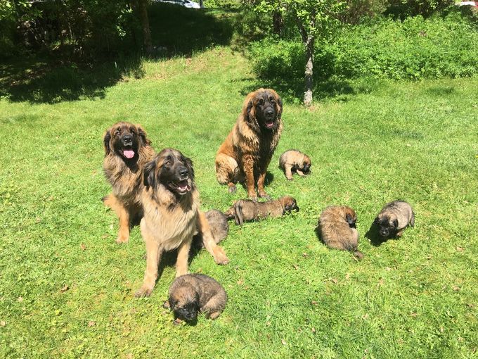 Från vänster.
Dotter skrållan, mamma snäckan, Skrållans son samt snäckans 6 valpar <3 