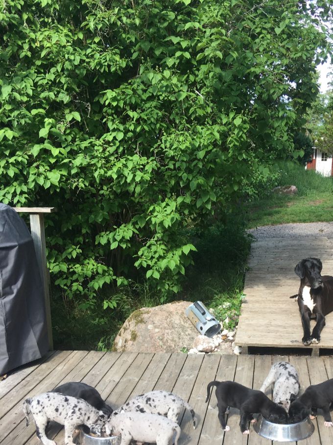 Ellens tredje och sista kull 6 hanar samt 5 tikar varav en liten Harlekin pojke som stannar kvar i Mariestad till vår stora förtjusning !!