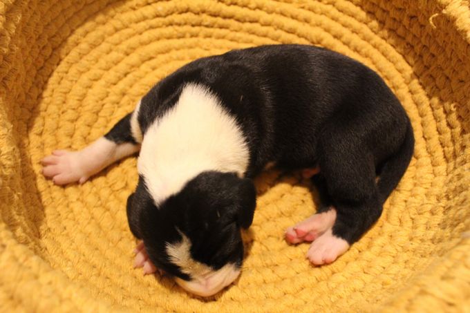 MADS MIKKELSEN 1vecka gammal hane 1270 gram