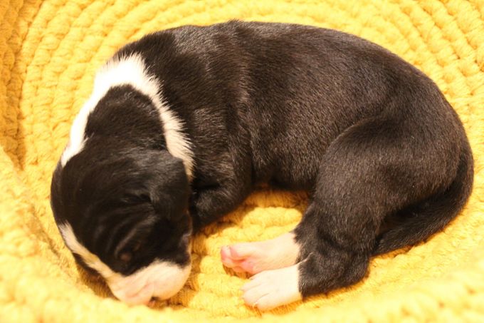MILLE DINESEN 1 vecka gammal tik 1200 gram