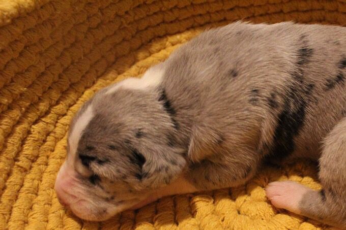 MERLE OBERON 1 vecka gammal tik 1250 gram