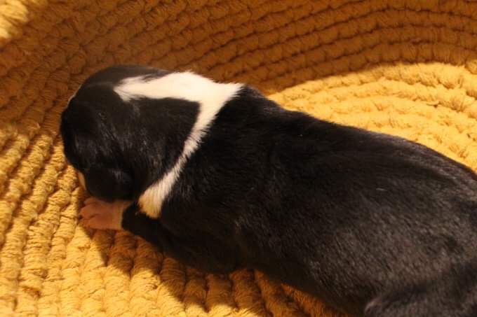 MILLE DINESEN Nyfödd tik 870 gram