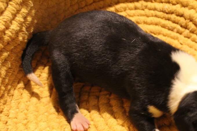 MADS MIKKELSEN Nyfödd hane 830 gram