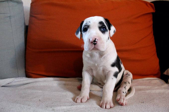 BIRTE TOVE 4 veckor gammal Tik 3850 gram
