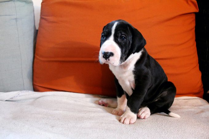 MILLE DINESEN 4 veckor gammal tik 3870 gram