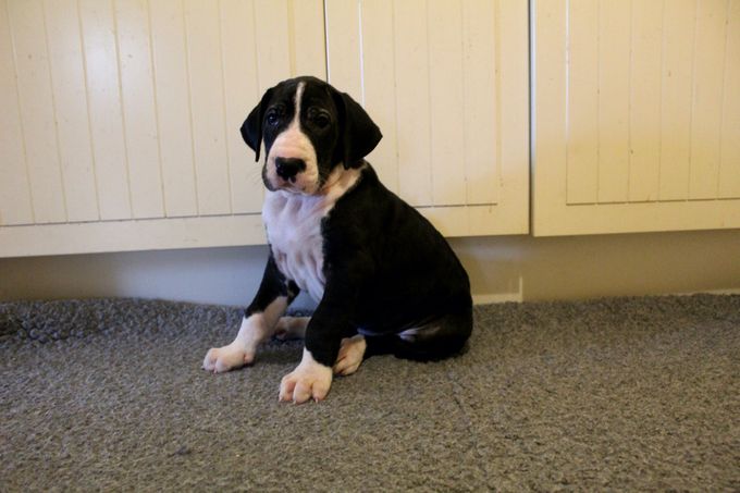 MILLE DINESEN 6 veckor gammal tik 7,4 kg 
