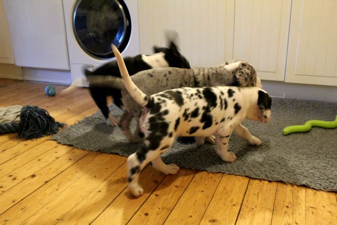 Vi börjar bli riktigt stora nu och vi kan nu konstatera att Mille är mest framåt,den största bråkstakaren, den med vassaste tänder och som gärna ska vara i knät och uppe i soffan. Birte och Mads verkar vara än så länge lite lugnare men busiga är dom allihopa! Vi är ute flera gånger om dagen dock korta stunder då det är kallt ute. Vi bajsar för det mesta ute pinkar gör vi inne fortfarande. Ute bilderna fick ni i söndags men kommer fler ute bilder framöver. Vi har idag fått klorna klippte IGEN känns som om Nina-Kristina klipper klorna på oss hela tiden och jag lilla Mads blev sur idag och bet i nagelbandet så det skulle kännas! Vi tycker om att busa med resten av hundarna här hemma och vi har en matlust utan dess like ! Våra rutiner ser nu ut som följande: •sova i valphagen, •komma ut på altan för att pinka,bajsa och leka, •springa in på framsidan av huset in i hallen,köket och vardagsrummet för att busa och ÄTA •somna lite överallt i huset•bli burna in till valphagen när vi precis somnat •Repeat och allt börjar om igen!!