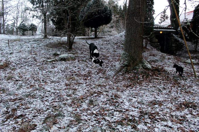 Att springa bland snö och löv är så roligt.