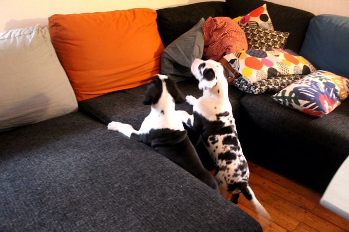 Köttbullen Iben och Birthe vill upp i soffan.