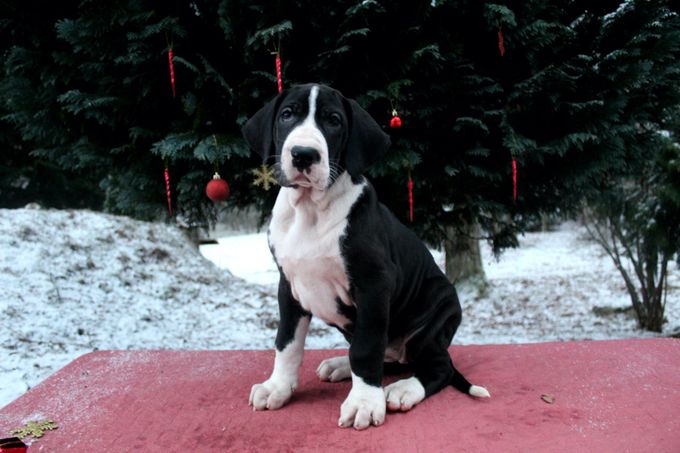 MILLE DINESEN 7 veckor gammal tik 9,7 kg