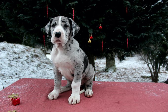 MERLE OBERON 7 veckor gammal tik 9,5 kg