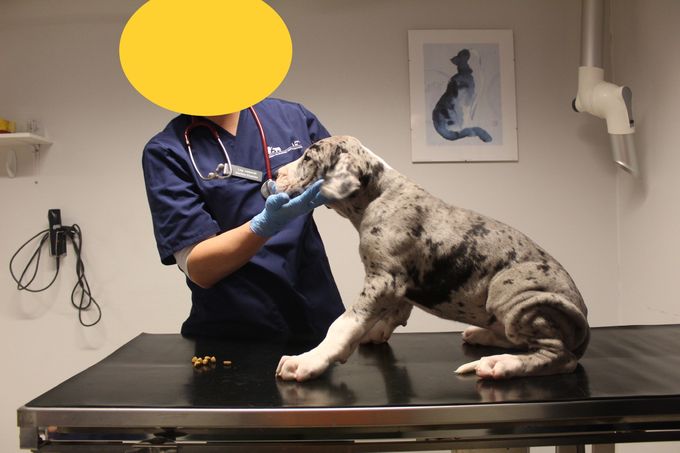 MERLE OBERON 8 veckor gammal tik 10,9 kg