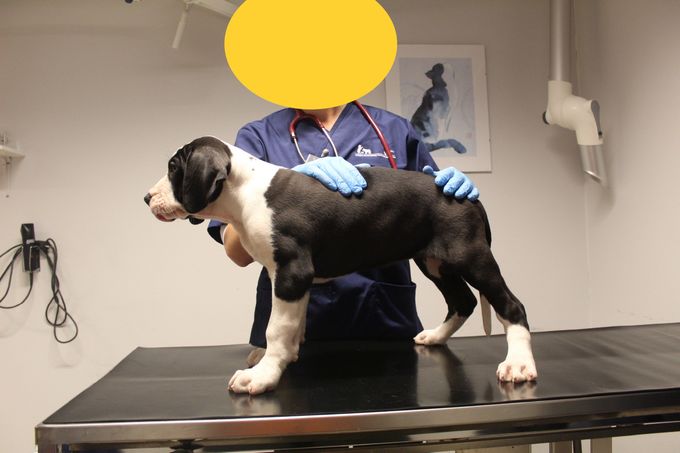 IBEN HJEJLE 8 veckor gammal tik 10,5 kg