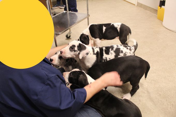 Exakt 8 veckor den 28 December 2021 där alla 6 blev veterinärbesiktigade UA (utan anmärkning).  Alla 6 blev även chippade och vaccinerade med trippel vaccin lilla BIRTE fick även pass samt avmaskning en 4 gång av veterinären så hon kunde flytta hem till Norge.

Vi fick även lite godis av gulliga veterinären!