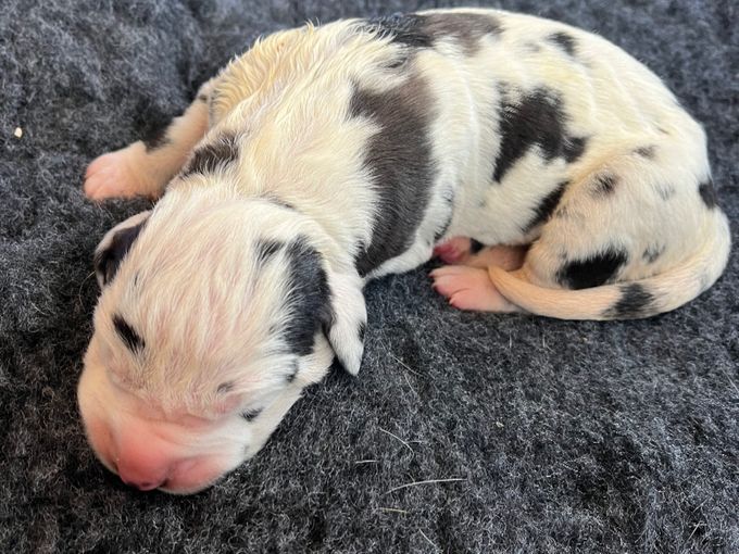 SARAAHKA UPMESTE harlekin tik 790 gram född Kl 16.45 