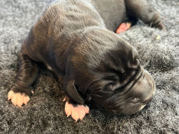 MAADTERAAHKASSA UPMESTE 715 gram född Kl 16.02 svart tik