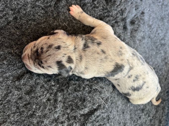 LEJBALMAJ merle hane (mer svart) 720 gram född Kl 20.51