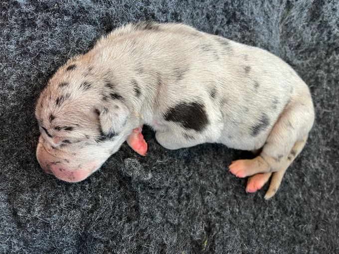 BIEGKEALMA Merle hane 695 gram född Kl 17.50