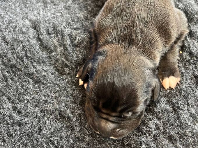 HOVREGALLES svart hane 680 gram  född Kl 14.49 