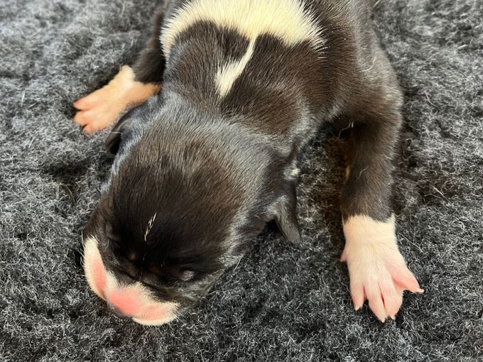 svart mantel hane 715 gram född Kl 23.29 tyvärr blev han svag och fick somna in bara dag gammal. 