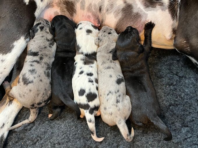 Från vänster LEJBALMAJ, MAADTERAAHKASSA UPMESTE, SARAAHKA UPMESTE, BIEGKEALMA och HOVREGALLES