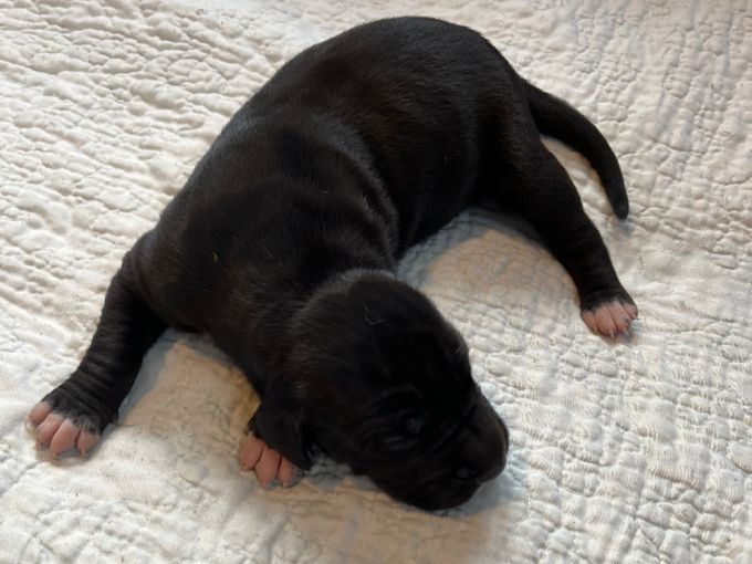 MAADTERAAHKASSA UPMESTE svart tik 1175 gram 