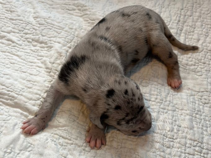 BIEGKEALMA Merle hane 1075 gram 