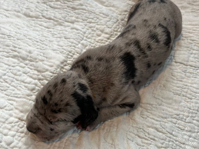 LEJBALMAJ merle hane (mer svart) 1070 gram 
