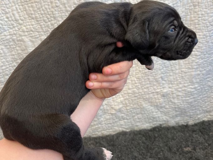 
MAADTERAAHKASSA UPMESTE svart tik 1630 gram