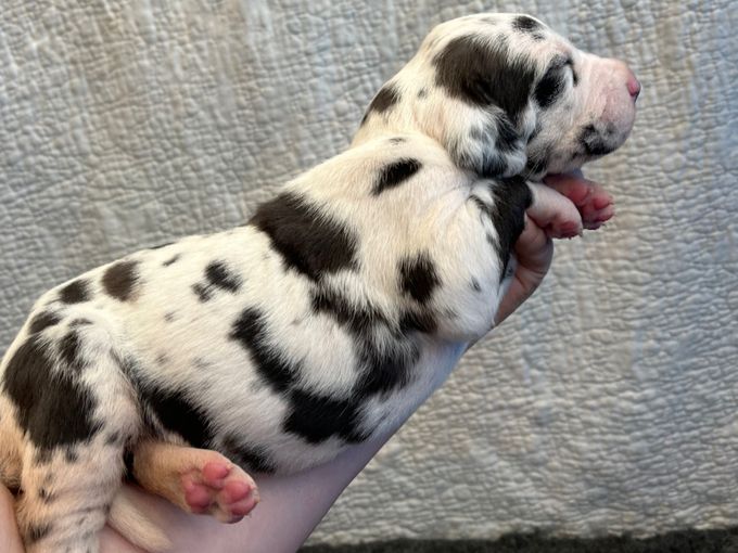 SARAAHKA UPMESTE harlekin tik 1800 gram
