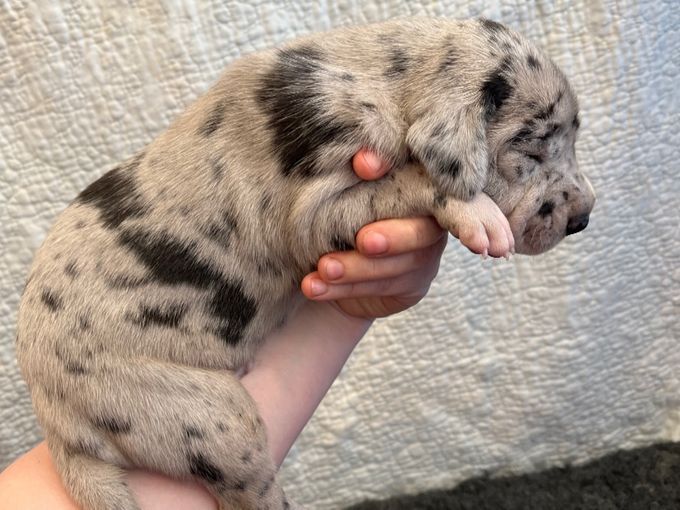 
BIEGKEALMA Merle hane 1640 gram