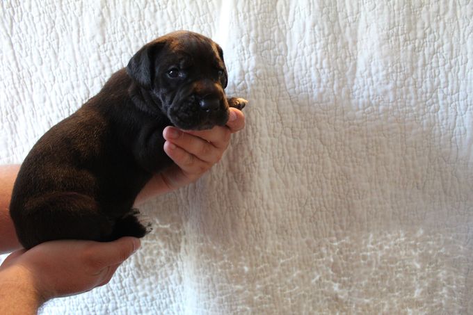 HOVREGALLES svart hane 2315gram