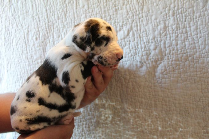 SARAAHKA UPMESTE harlekin tik 2465 gram