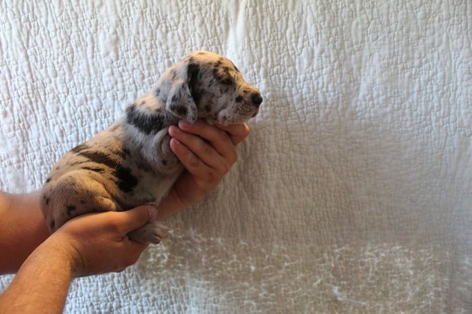 BIEGKEALMA Merle hane 2185 gram