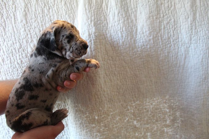 LEJBALMAJ merle hane (mer svart)2265 gram