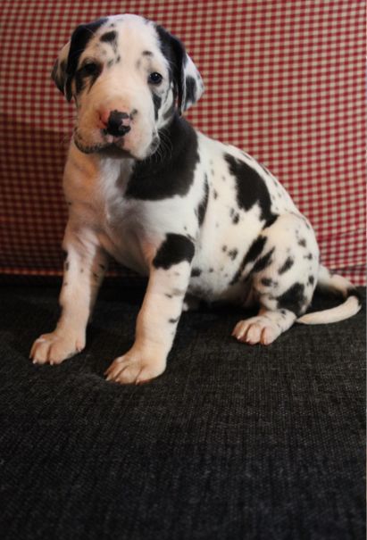 SARAAHKA UPMESTE harlekin tik 3570 gram