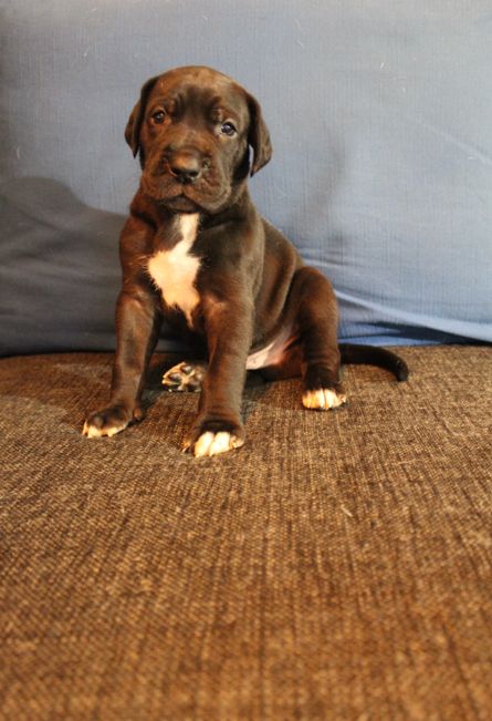 HOVREGALLES svart hane 3440 gram
