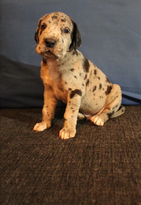 LEJBALMAJ merle hane (mer svart) 3465 gram
