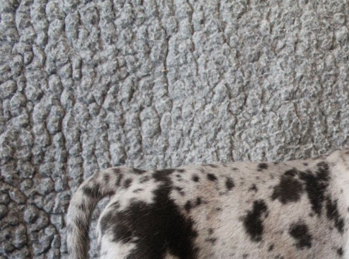 LEJBALMAJ merle hane (mer svart) 5170 gram