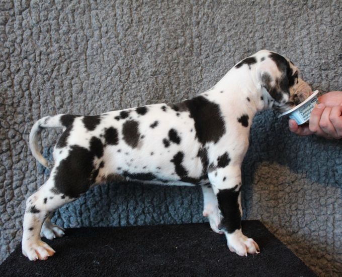 SARAAHKA UPMESTE harlekin tik 5135 gram