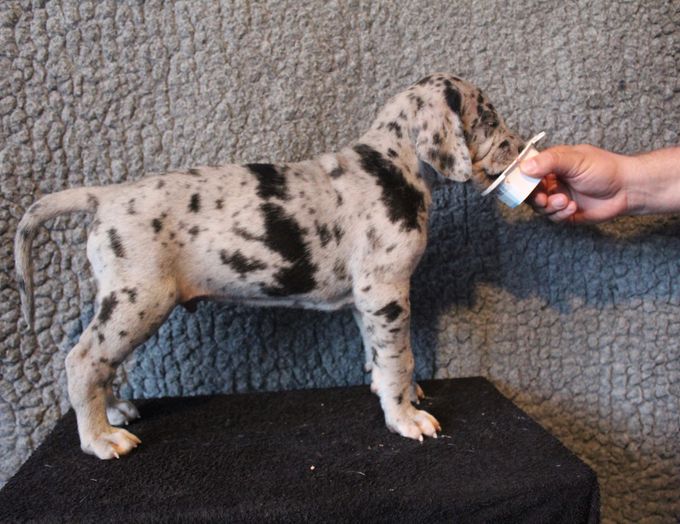BIEGKEALMA Merle hane 4680 gram
