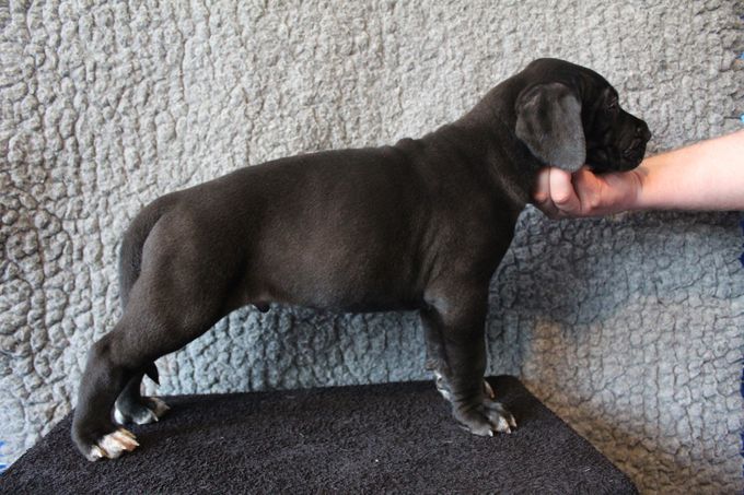 HOVREGALLES svart hane 5285 gram
