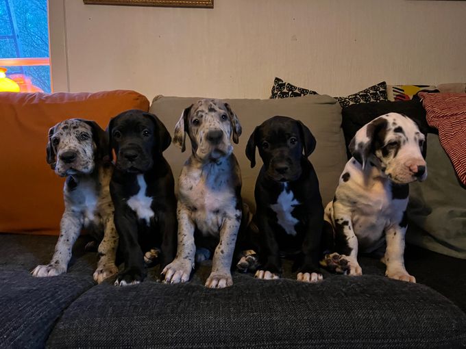 Från vänster : mörka Merle, svarta hanen, ljusa Merle, svarta tiken och harlekin tiken. 