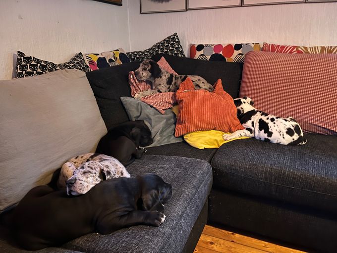 Somnat i soffan efter allt bus förutom mörka Merle som ska klättra i kuddhögen dessa valpar tycker om höga höjder! 