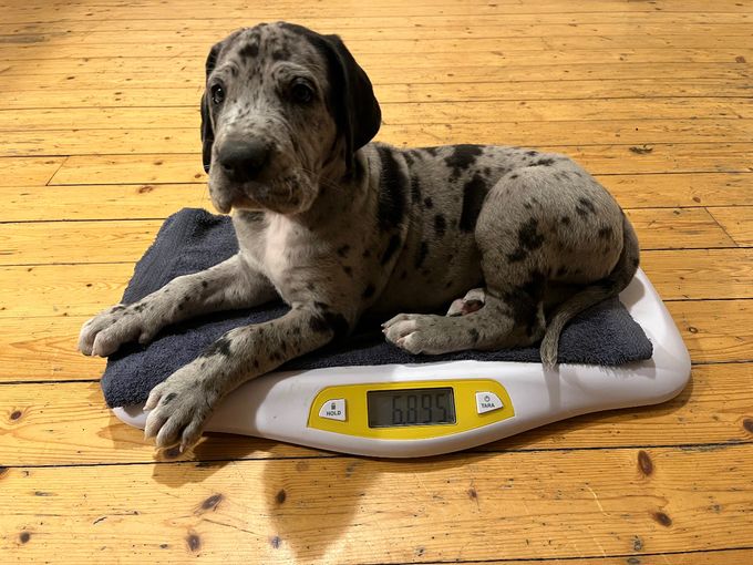 LEJBALMAJ merle hane (mer svart) 6895 gram