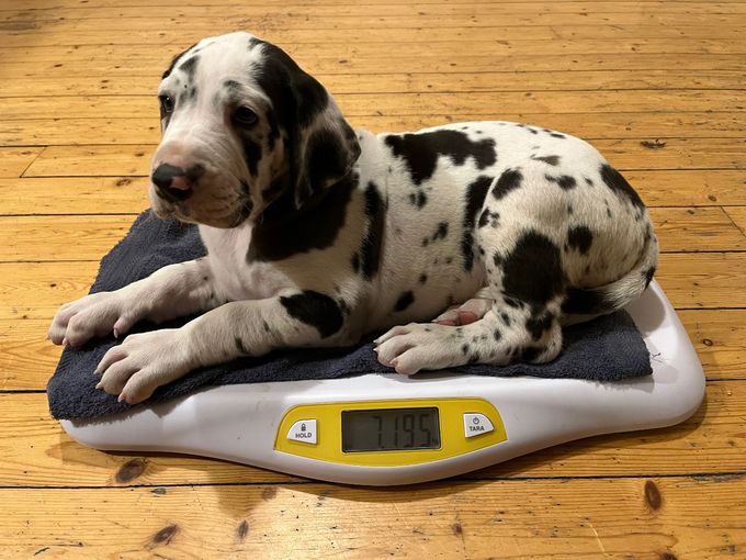 SARAAHKA UPMESTE harlekin tik 7195 gram