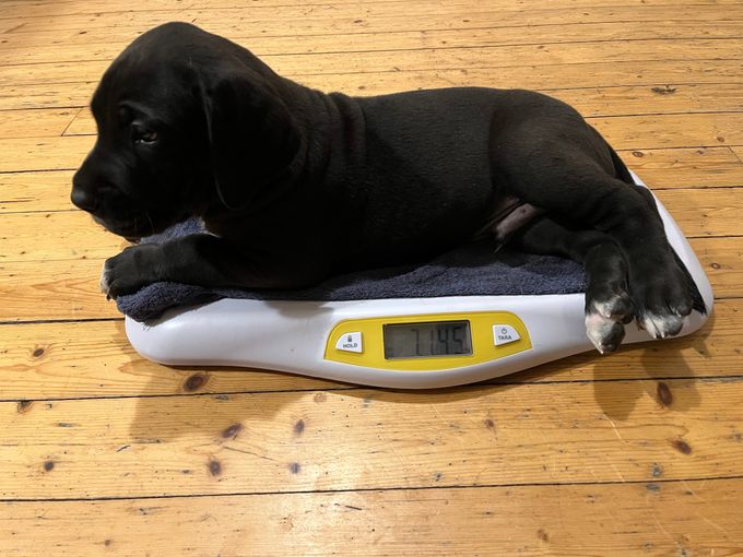 HOVREGALLES svart hane 7145 gram