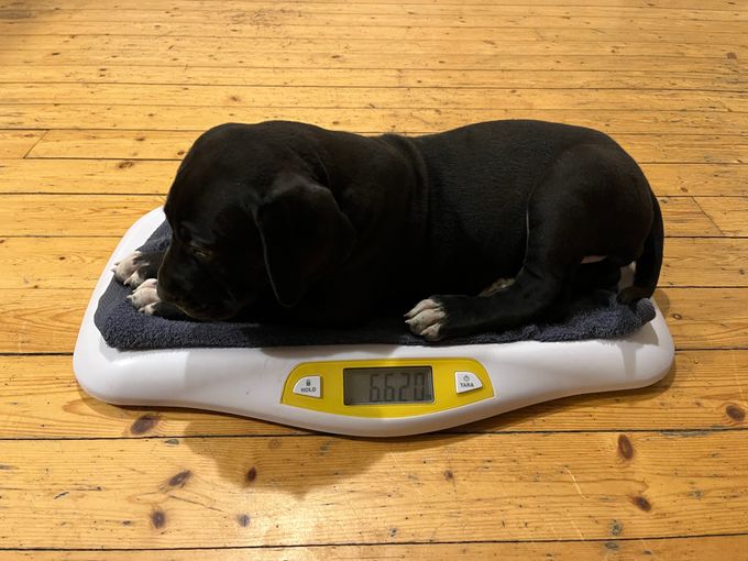MAADTERAAHKASSA UPMESTE svart tik 6620 gram