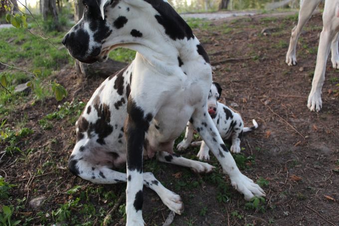 Mamma Sally med Harlekin tösen. 